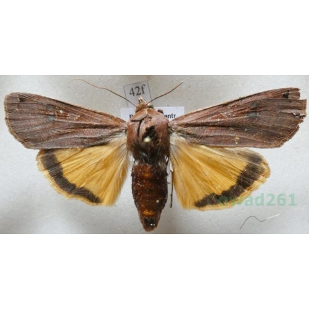 Noctua pronuba (Linnaeus, 1758) Rolnica tasiemka Czech42f